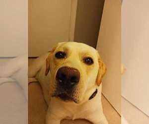 Labrador Retriever Dog for Adoption in SILVER SPRING, Maryland USA