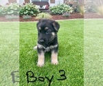 Puppy Boy 3 Blue German Shepherd Dog