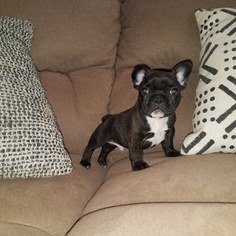 French Bulldog Puppy for sale in SPRING CITY, TN, USA