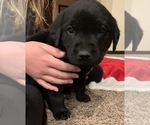 Small Photo #3 Labrador Retriever Puppy For Sale in FORT WORTH, TX, USA