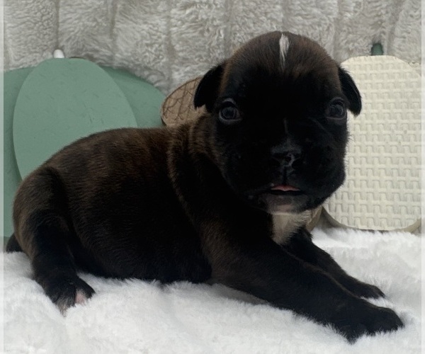 Medium Photo #10 Boxer Puppy For Sale in PAWNEE CITY, NE, USA