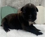 Small #9 Boxer