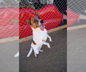 Brody #6265 - Male Basenji Dog for Adoption - Photo #2