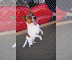 Small Photo #2 Basenji Puppy For Sale in Studio City, CA, USA