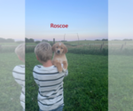 Small #3 Golden Retriever