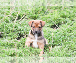Small Photo #2 Jack Russell Terrier-Mutt Mix Puppy For Sale in BOSCOBEL, WI, USA