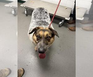 German Shepherd Dog-Unknown Mix Dogs for adoption in Corpus Christi, TX, USA
