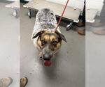 Small German Shepherd Dog Mix