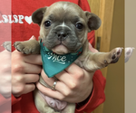 Small Photo #7 French Bulldog Puppy For Sale in WEXFORD, PA, USA
