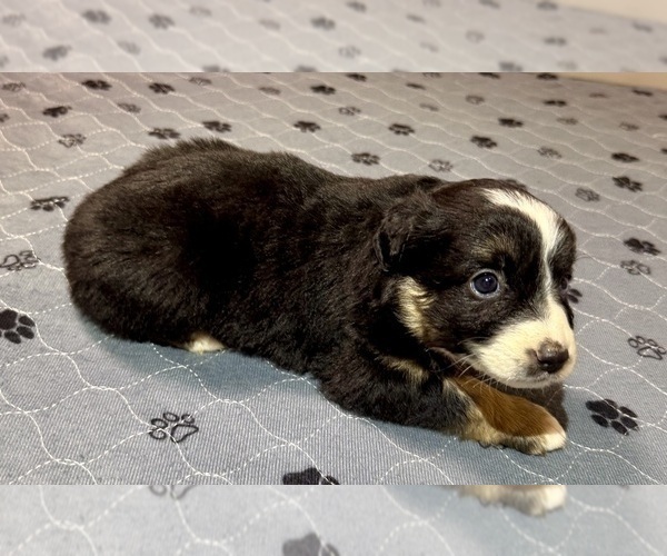 Medium Photo #122 Miniature Australian Shepherd Puppy For Sale in SALISBURY, NC, USA