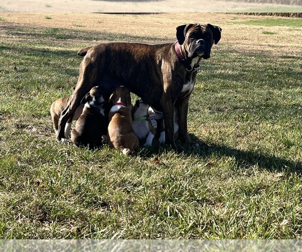 Medium Photo #1 Boxer-Great Pyrenees Mix Puppy For Sale in PALMYRA, MO, USA