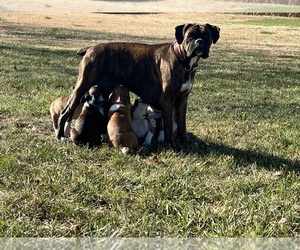 Mother of the Boxer-Great Pyrenees Mix puppies born on 04/30/2025
