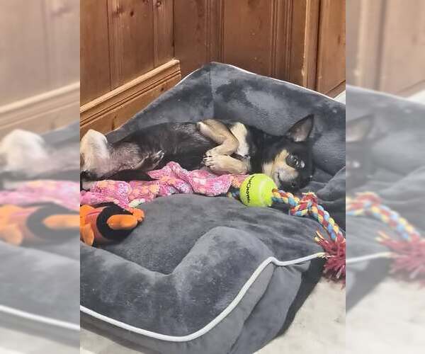 Medium Photo #2 Chihuahua-Unknown Mix Puppy For Sale in Raleigh, NC, USA