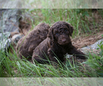 Small Photo #8 Poodle (Standard) Puppy For Sale in COLUMBUS, NE, USA