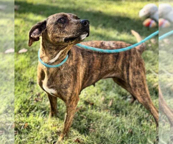 Medium Photo #2 Plott Hound-Unknown Mix Puppy For Sale in Yardley, PA, USA