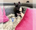 Small #4 French Bulldog