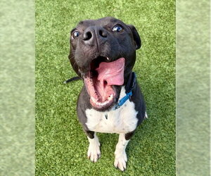American Pit Bull Terrier-Unknown Mix Dogs for adoption in Palmetto, FL, USA