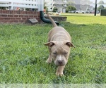 Small Photo #10 American Bully Puppy For Sale in RAEFORD, NC, USA