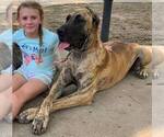 Small Photo #23 Great Dane Puppy For Sale in BURLESON, TX, USA