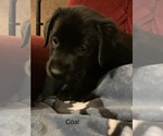 Small Photo #19 Labrador Retriever Puppy For Sale in SPOTSYLVANIA, VA, USA