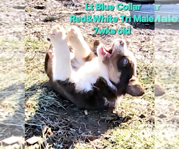 Medium Photo #78 Border Collie Puppy For Sale in BYBEE, TN, USA