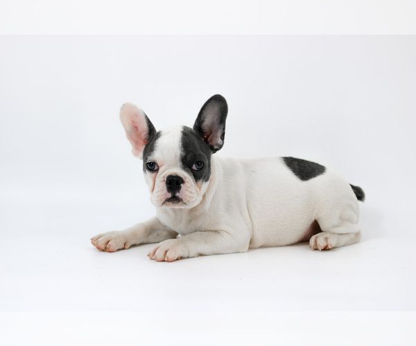 Medium Photo #2 French Bulldog Puppy For Sale in ORLANDO, FL, USA