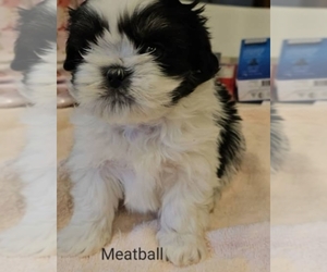 Mal-Shi Puppy for sale in RICHMOND, VA, USA