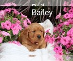 Puppy Bailey Golden Retriever