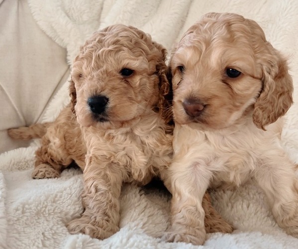 Medium Photo #1 Cock-A-Poo Puppy For Sale in CONCORD, NC, USA