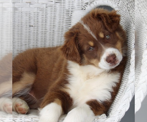 Medium Photo #5 Australian Shepherd Puppy For Sale in GLADE SPRING, VA, USA