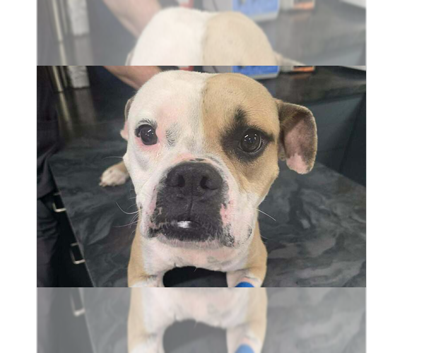 Medium Photo #9 Bulldog-Unknown Mix Puppy For Sale in New York, NY, USA