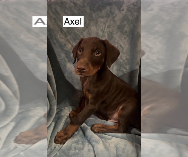 Medium Photo #5 Doberman Pinscher Puppy For Sale in POMEROY, OH, USA