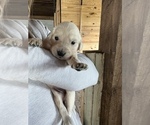 Small Photo #6 English Cream Golden Retriever Puppy For Sale in FREDERICK, MD, USA
