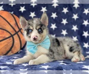 Pomsky-Shiba Inu Mix Puppy for sale in LANCASTER, PA, USA