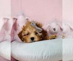 Small #1 Goldendoodle