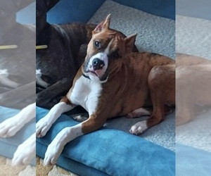 Mother of the Boxer puppies born on 06/20/2026