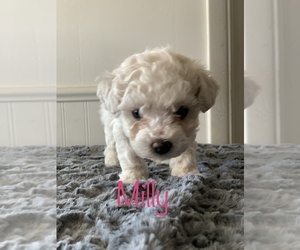 Bichon Frise Puppy for sale in WOODLAKE, CA, USA
