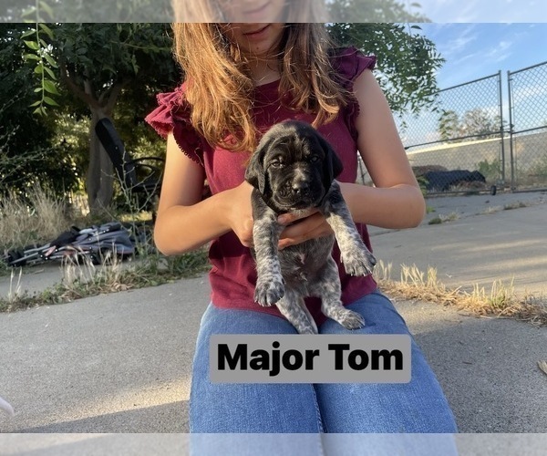 Medium Photo #50 Pointer Puppy For Sale in SACRAMENTO, CA, USA