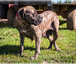 Small Photo #1 Mastiff Puppy For Sale in WAKARUSA, IN, USA