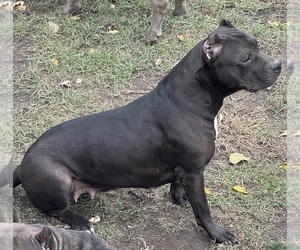 Mother of the American Pit Bull Terrier puppies born on 05/03/2026