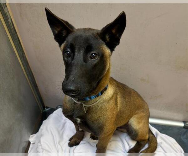 Medium Photo #1 Mutt Puppy For Sale in Martinez, CA, USA