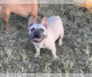 Father of the French Bulldog puppies born on 06/24/2022