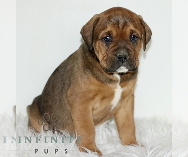 Medium Photo #1 Boxador Puppy For Sale in NEW HOLLAND, PA, USA