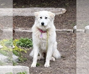 Great Pyrenees-Unknown Mix Dogs for adoption in Mundelein, IL, USA
