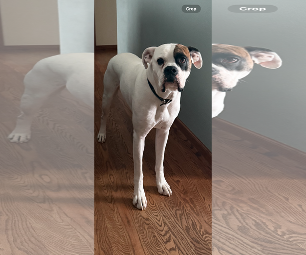 Medium Photo #1 Boxer Puppy For Sale in Woodbury, MN, USA