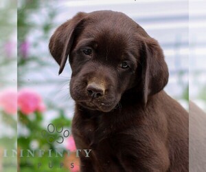 Labrador Retriever Puppy for sale in JONESTOWN, PA, USA