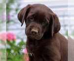 Small Labrador Retriever