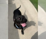 Small #4 Dachshund Mix