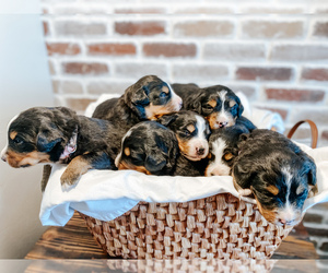 Bernese Mountain Dog Puppy for sale in BLACKFOOT, ID, USA