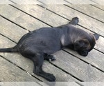 Small Photo #28 Shepradors Puppy For Sale in BELLEFONTE, DE, USA